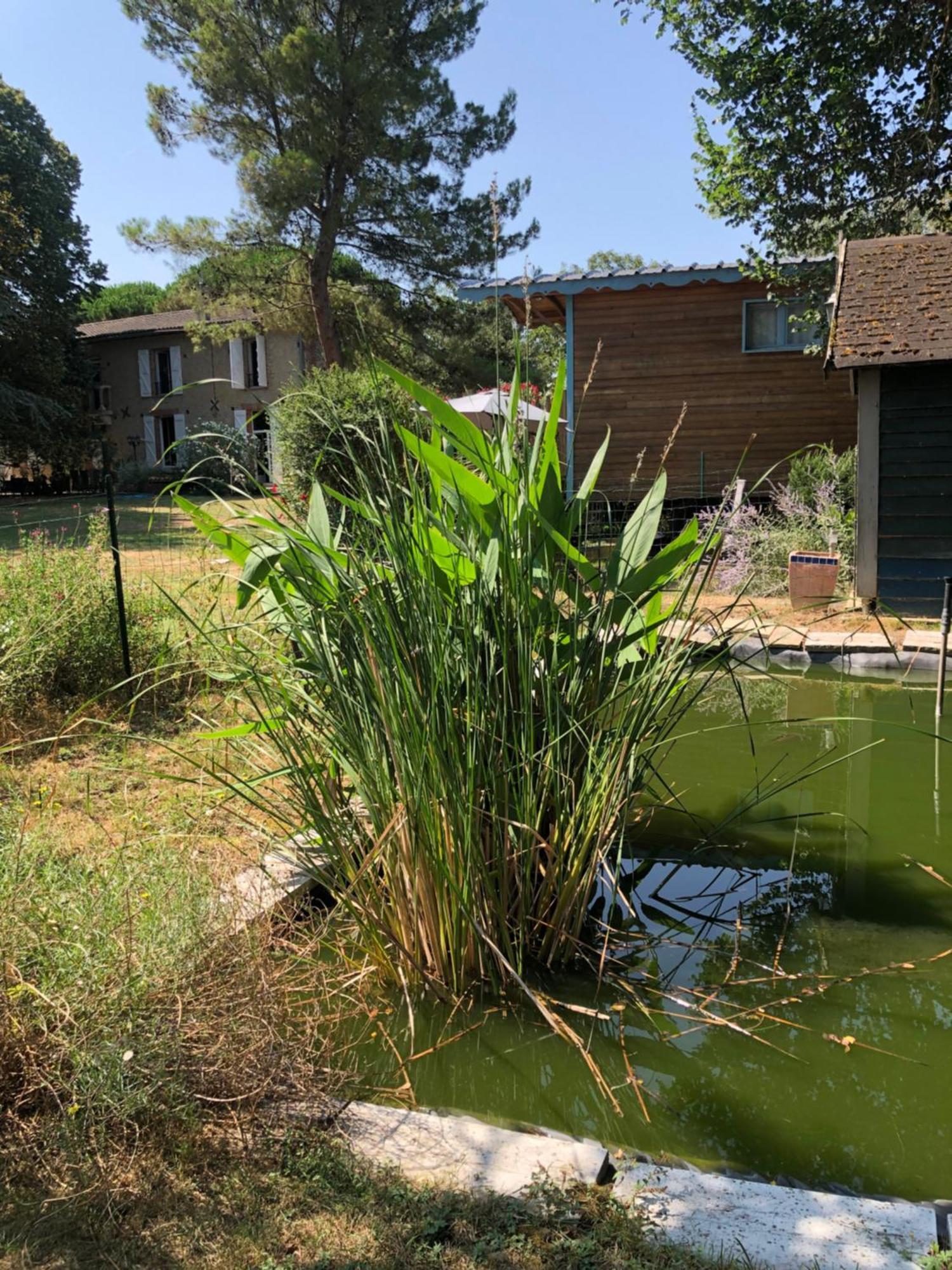 Montesquieu-Lauragais La Bastide De Negra Bed & Breakfast エクステリア 写真